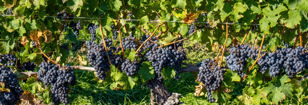 Bunch on grape on vine