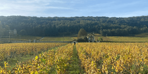 Burgundy 20203 Beaune vineyard