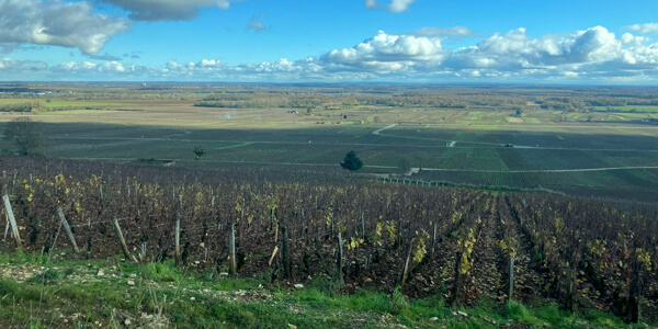 Vineyard Burgundy