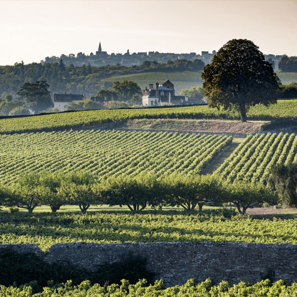 Domaine Jeannin-Naltet