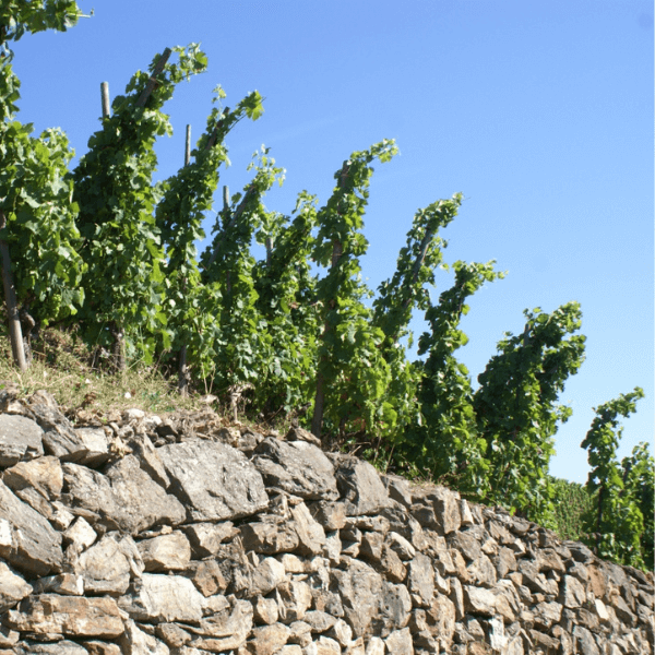 Domaine Clusel-Roch