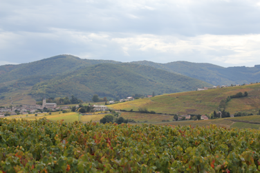 Domaine Rochette: Beaujolais, France